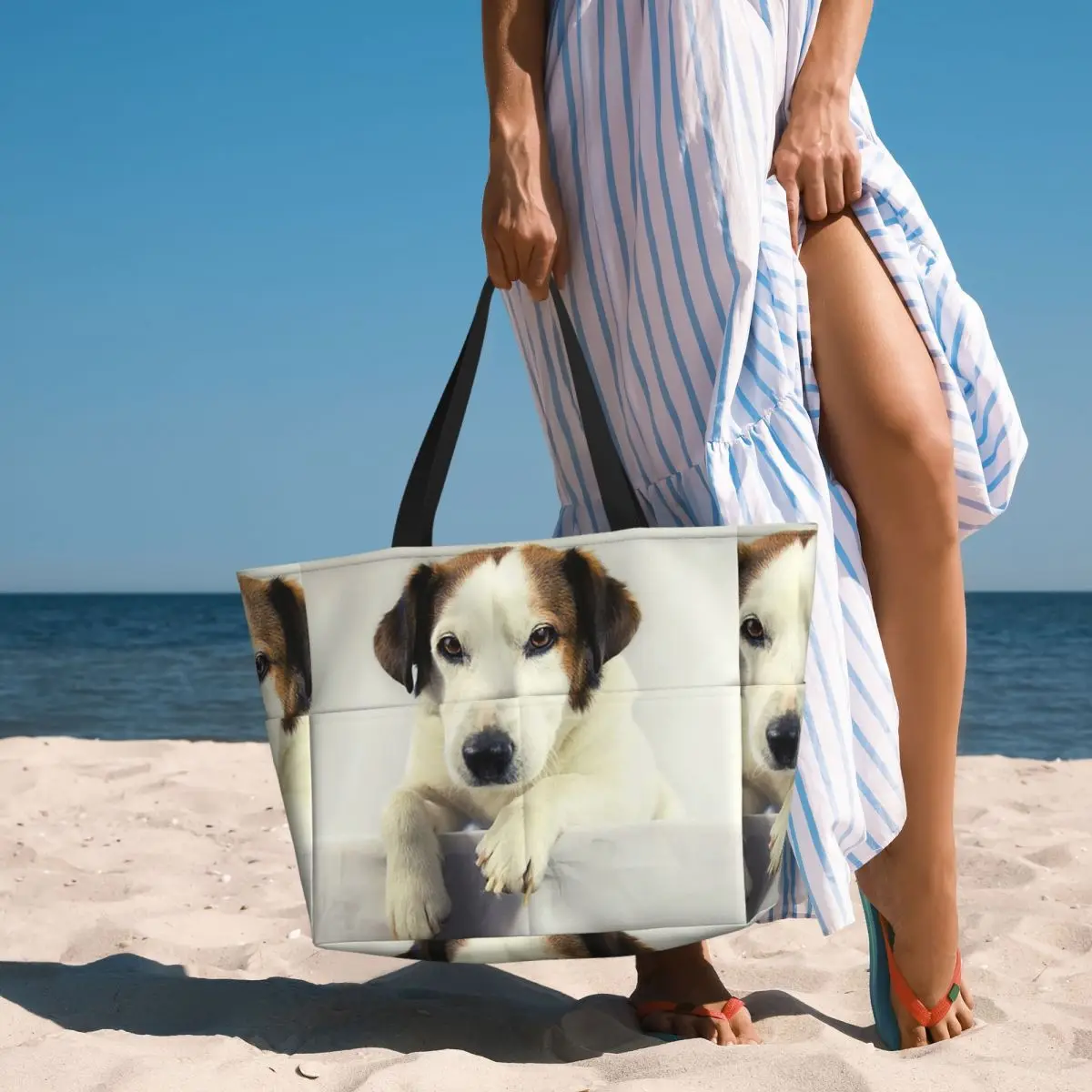 Dog Jack Russell Terrier Photo - огляд і ціна Yoga Fitness Gym Photos